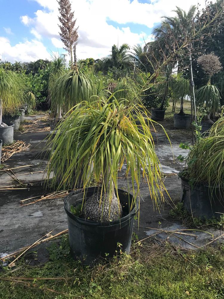 beaucarnea-recurvata-ponytail-palm-nolina-recurvata-elephant-s-foot-palm