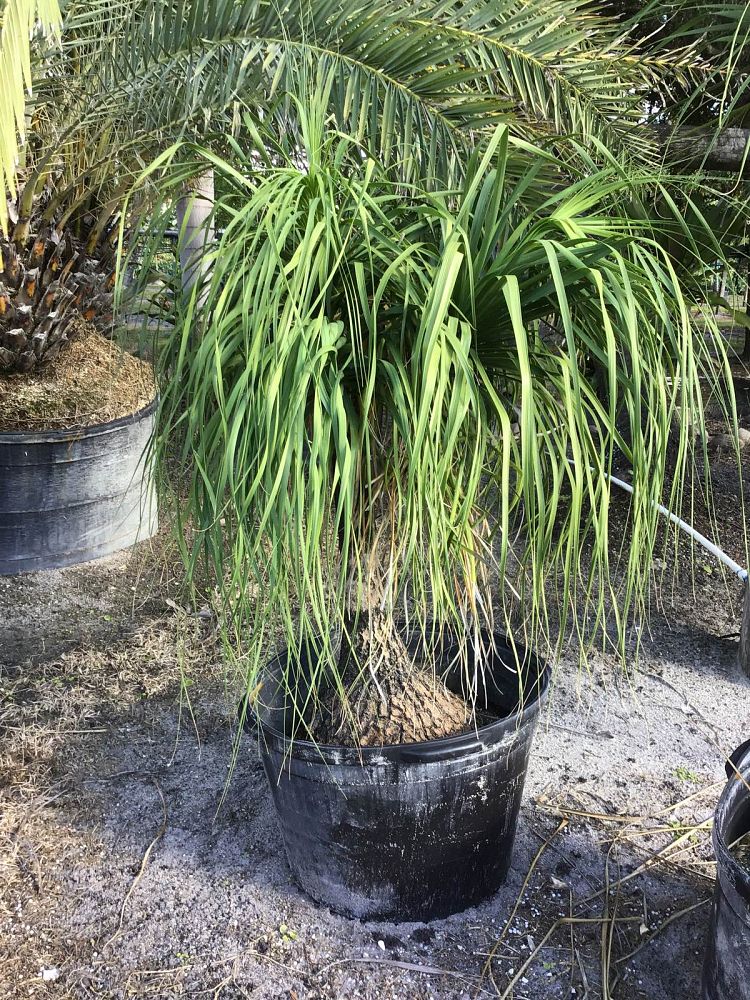 beaucarnea-recurvata-ponytail-palm-nolina-recurvata-elephant-s-foot-palm