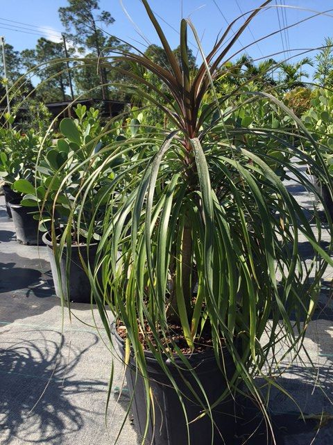 beaucarnea-recurvata-ponytail-palm-nolina-recurvata-elephant-s-foot-palm