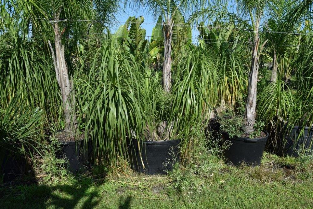 beaucarnea-recurvata-ponytail-palm-nolina-recurvata-elephant-s-foot-palm