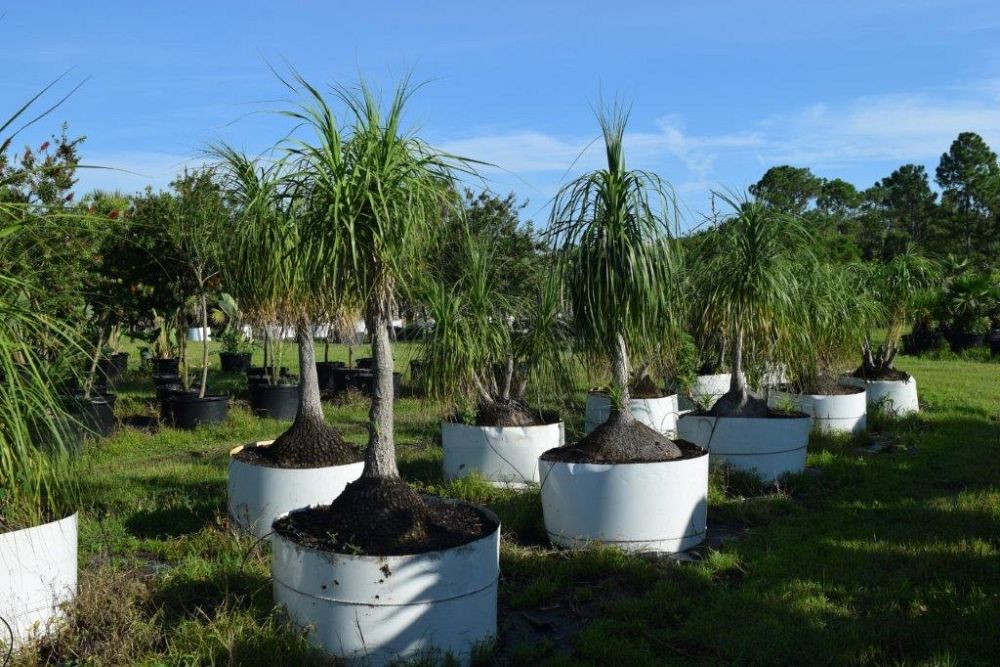 beaucarnea-recurvata-ponytail-palm-nolina-recurvata-elephant-s-foot-palm