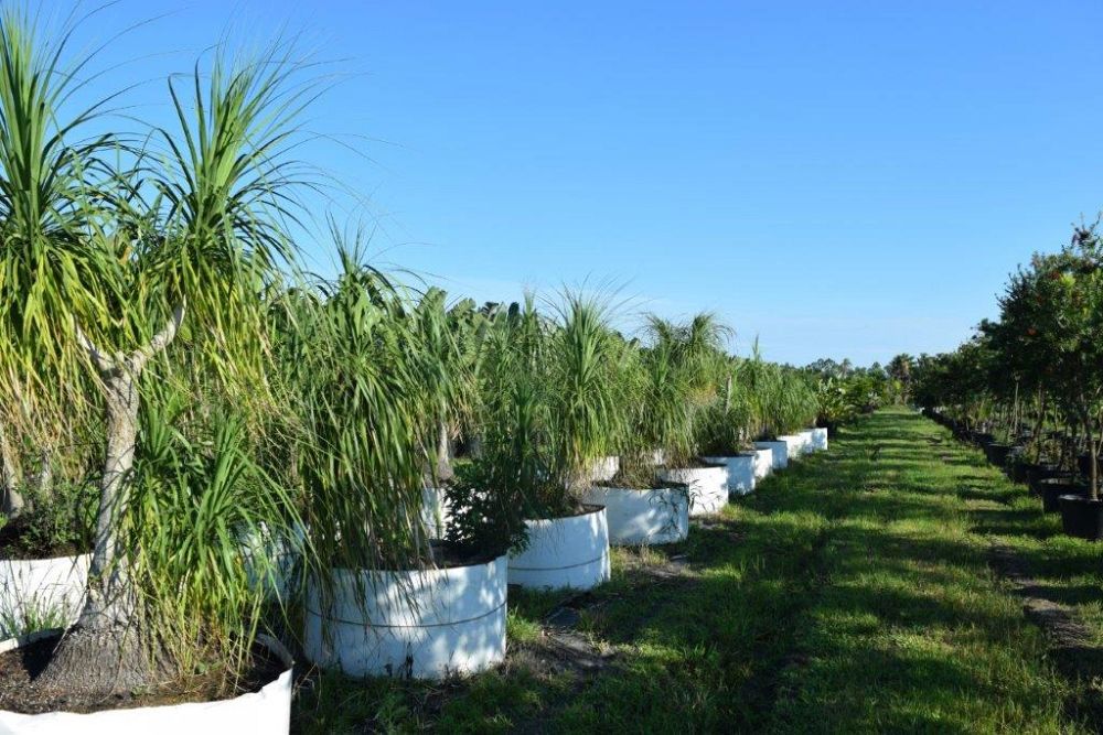 beaucarnea-recurvata-ponytail-palm-nolina-recurvata-elephant-s-foot-palm