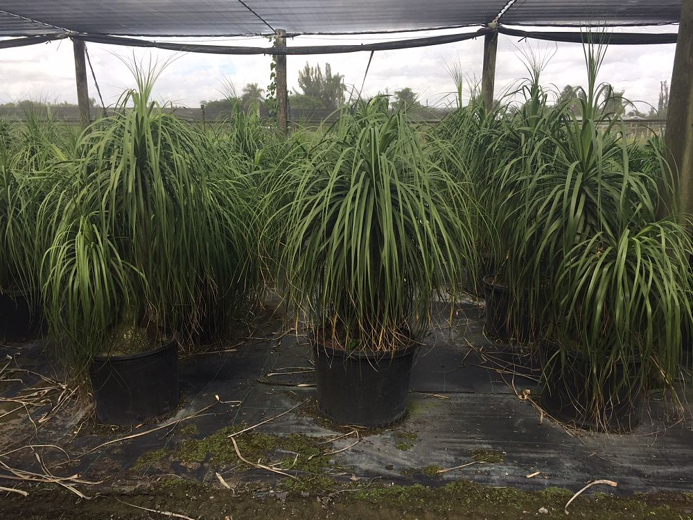 beaucarnea-recurvata-ponytail-palm-nolina-recurvata-elephant-s-foot-palm