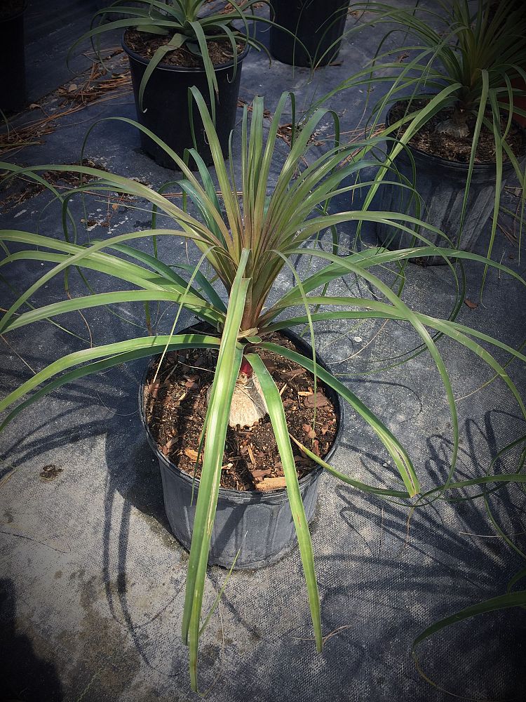 beaucarnea-recurvata-ponytail-palm-nolina-recurvata-elephant-s-foot-palm