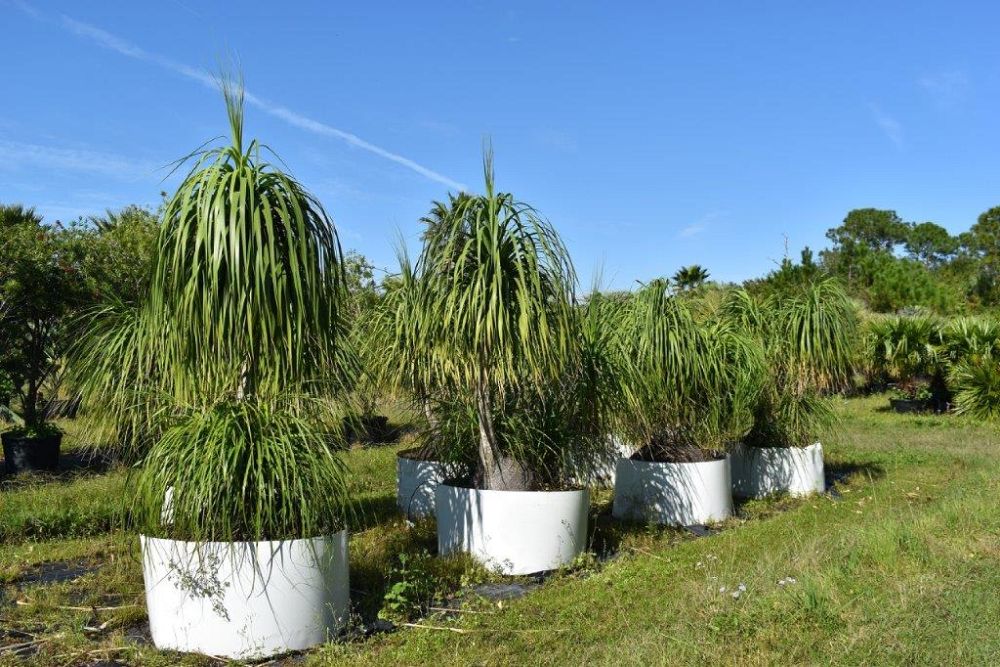 beaucarnea-recurvata-ponytail-palm-nolina-recurvata-elephant-s-foot-palm