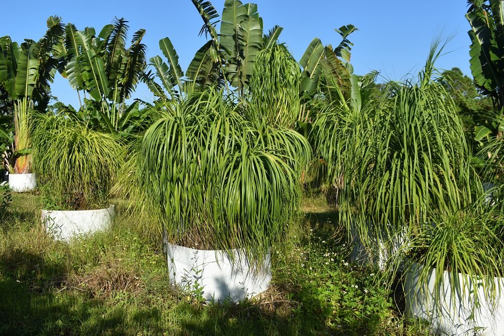 beaucarnea-recurvata-ponytail-palm-nolina-recurvata-elephant-s-foot-palm