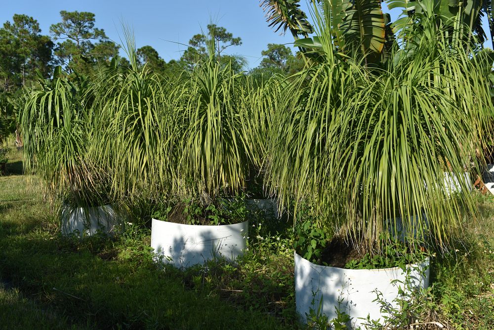 beaucarnea-recurvata-ponytail-palm-nolina-recurvata-elephant-s-foot-palm