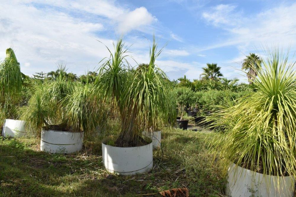 beaucarnea-recurvata-ponytail-palm-nolina-recurvata-elephant-s-foot-palm