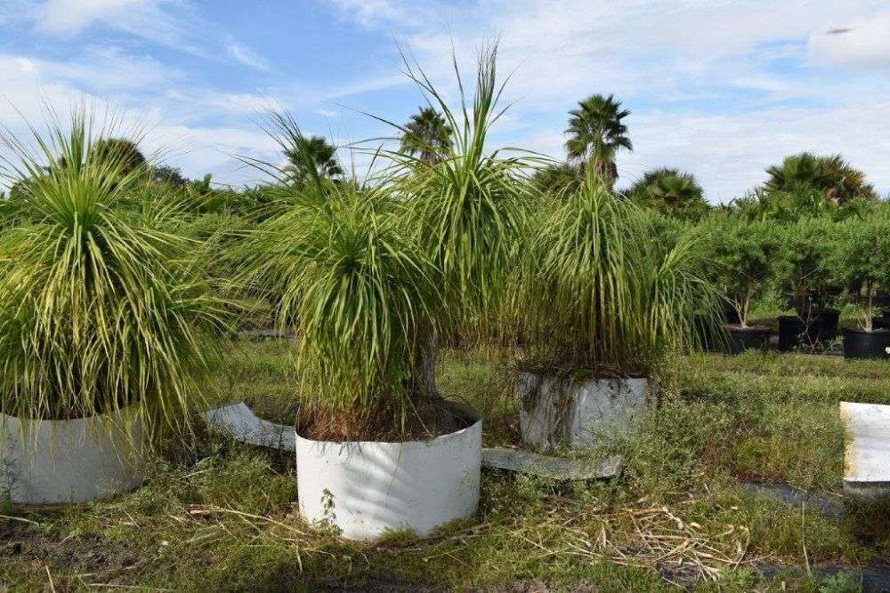 beaucarnea-recurvata-ponytail-palm-nolina-recurvata-elephant-s-foot-palm