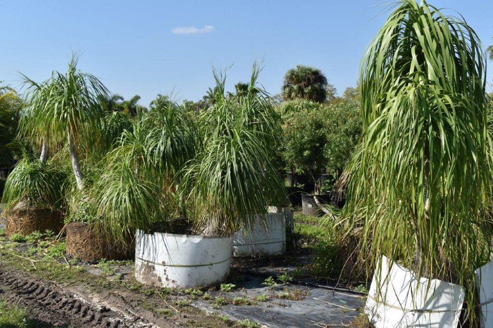beaucarnea-recurvata-ponytail-palm-nolina-recurvata-elephant-s-foot-palm