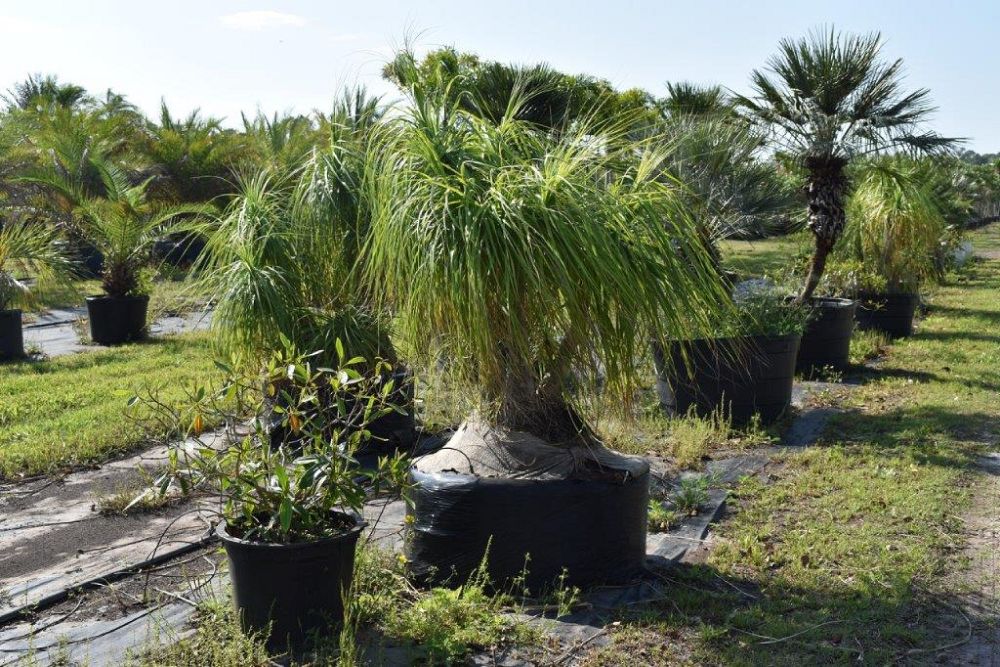 beaucarnea-recurvata-ponytail-palm-nolina-recurvata-elephant-s-foot-palm