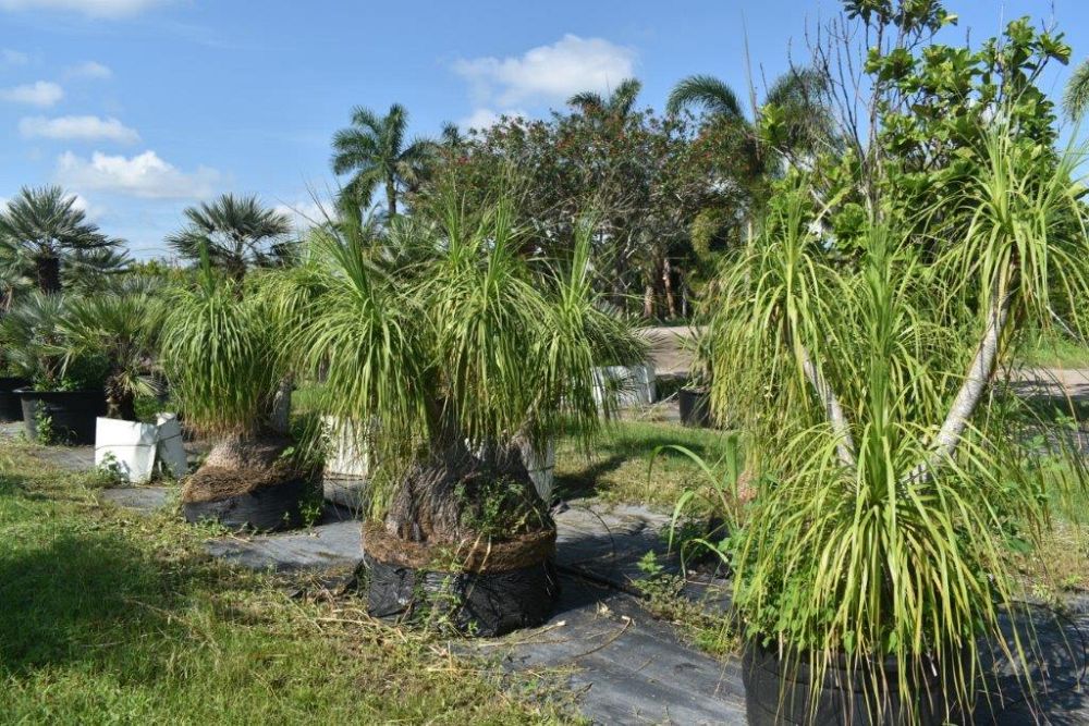 beaucarnea-recurvata-ponytail-palm-nolina-recurvata-elephant-s-foot-palm