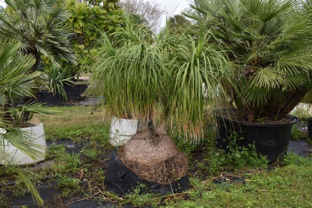 beaucarnea-recurvata-ponytail-palm-nolina-recurvata-elephant-s-foot-palm