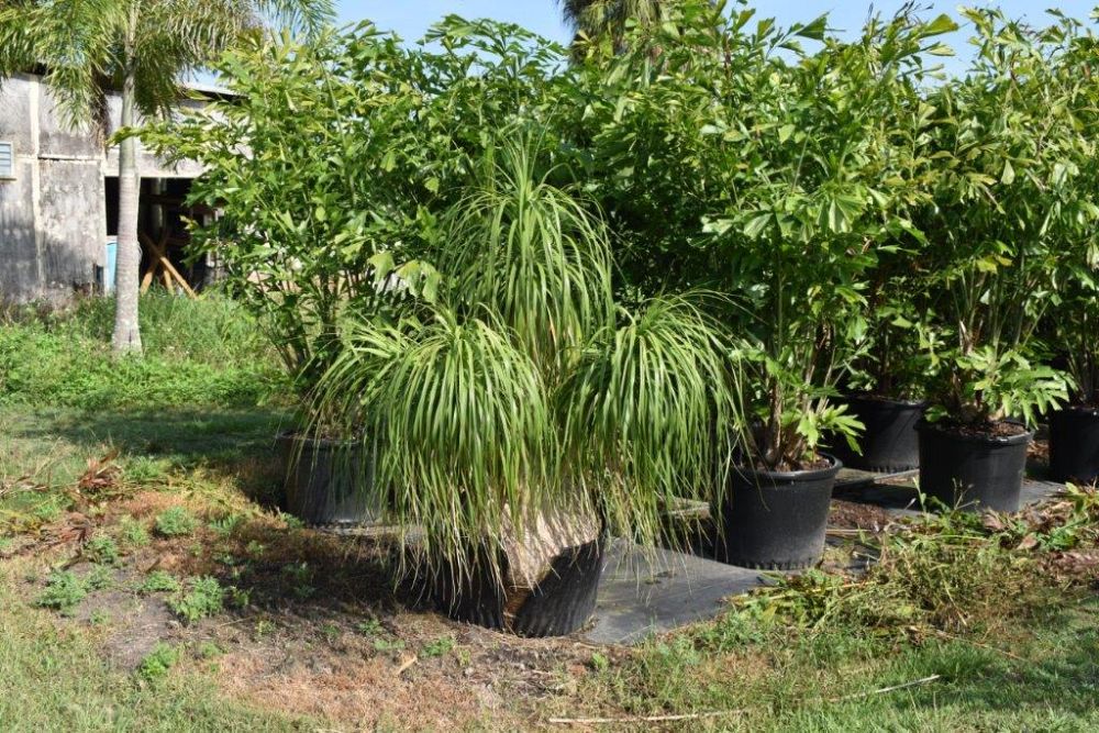 beaucarnea-recurvata-ponytail-palm-nolina-recurvata-elephant-s-foot-palm