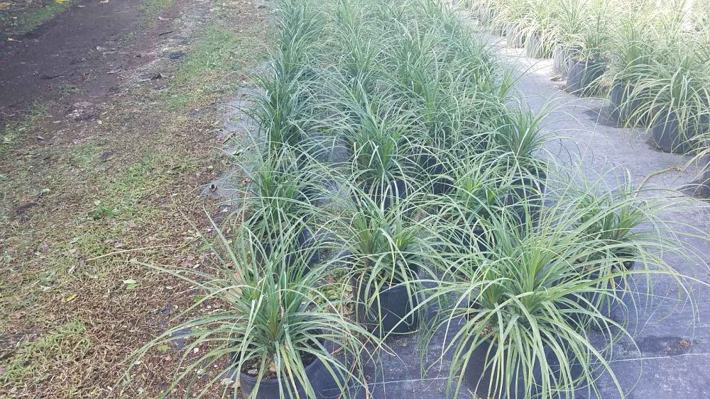 beaucarnea-recurvata-ponytail-palm-nolina-recurvata-elephant-s-foot-palm