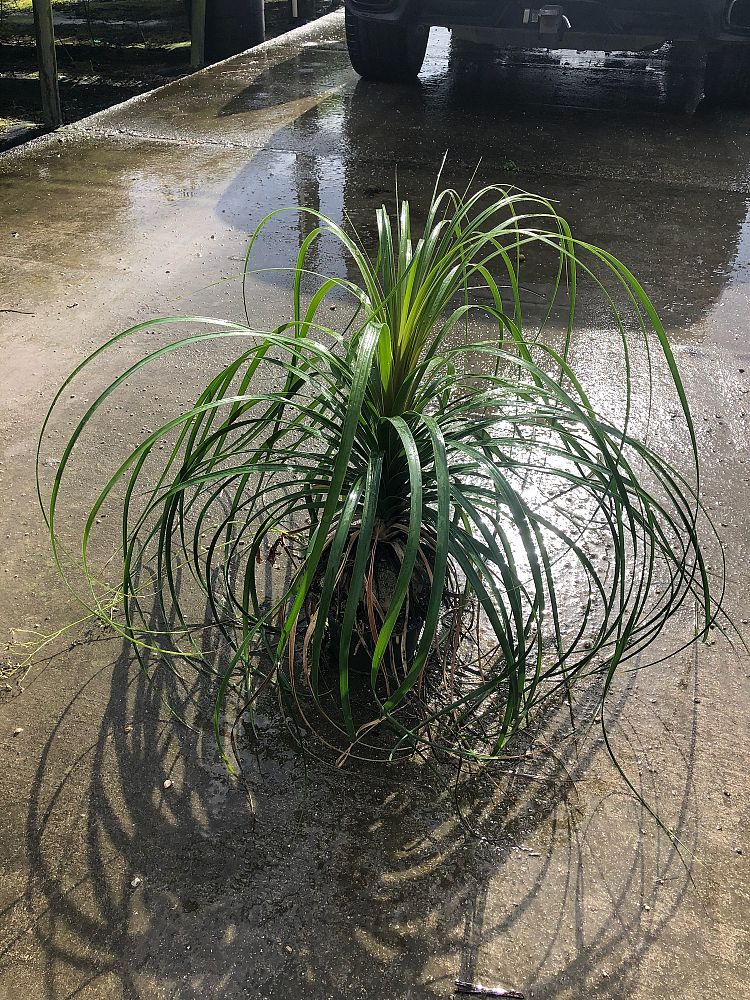 beaucarnea-recurvata-ponytail-palm-nolina-recurvata-elephant-s-foot-palm