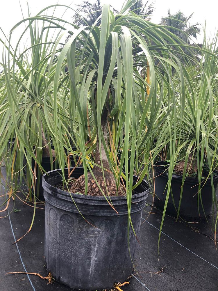 beaucarnea-recurvata-ponytail-palm-nolina-recurvata-elephant-s-foot-palm