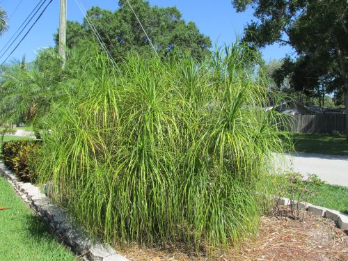 beaucarnea-recurvata-ponytail-palm-nolina-recurvata-elephant-s-foot-palm