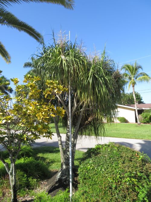 beaucarnea-recurvata-ponytail-palm-nolina-recurvata-elephant-s-foot-palm