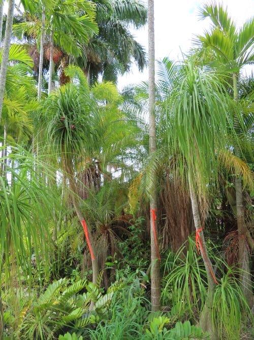 beaucarnea-recurvata-ponytail-palm-nolina-recurvata-elephant-s-foot-palm