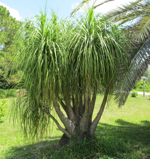 beaucarnea-recurvata-ponytail-palm-nolina-recurvata-elephant-s-foot-palm