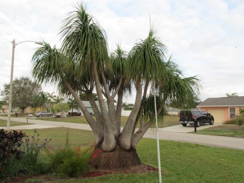 beaucarnea-recurvata-ponytail-palm-nolina-recurvata-elephant-s-foot-palm