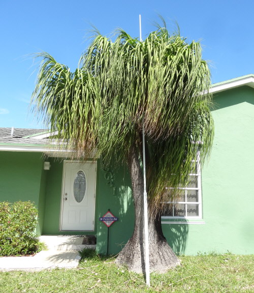 beaucarnea-recurvata-ponytail-palm-nolina-recurvata-elephant-s-foot-palm