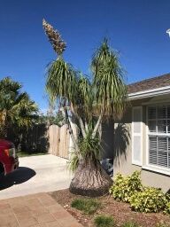 beaucarnea-recurvata-ponytail-palm-nolina-recurvata-elephant-s-foot-palm