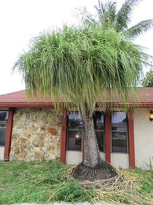 beaucarnea-recurvata-ponytail-palm-nolina-recurvata-elephant-s-foot-palm