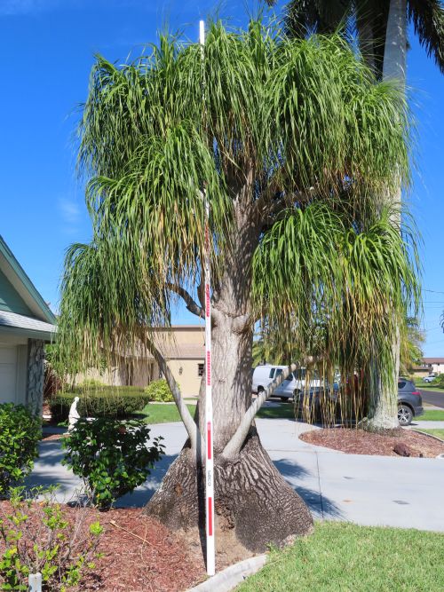 beaucarnea-recurvata-ponytail-palm-nolina-recurvata-elephant-s-foot-palm