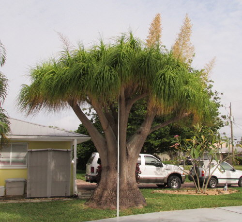 beaucarnea-recurvata-ponytail-palm-nolina-recurvata-elephant-s-foot-palm