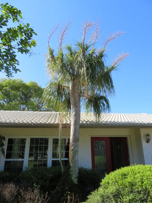 beaucarnea-recurvata-ponytail-palm-nolina-recurvata-elephant-s-foot-palm