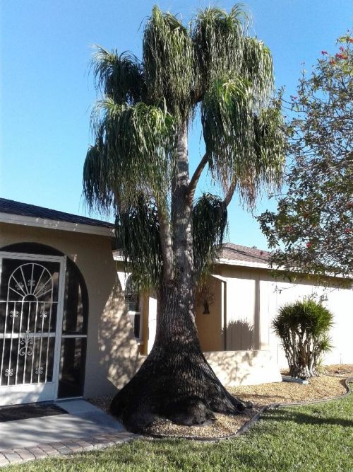 beaucarnea-recurvata-ponytail-palm-nolina-recurvata-elephant-s-foot-palm
