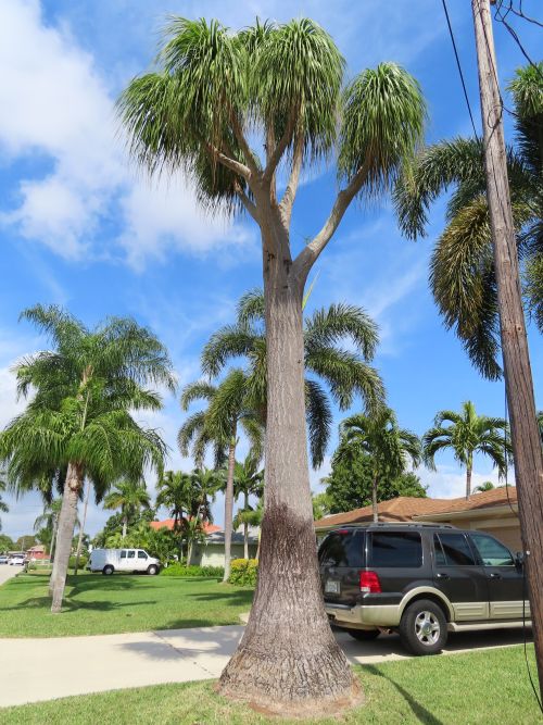 beaucarnea-recurvata-ponytail-palm-nolina-recurvata-elephant-s-foot-palm