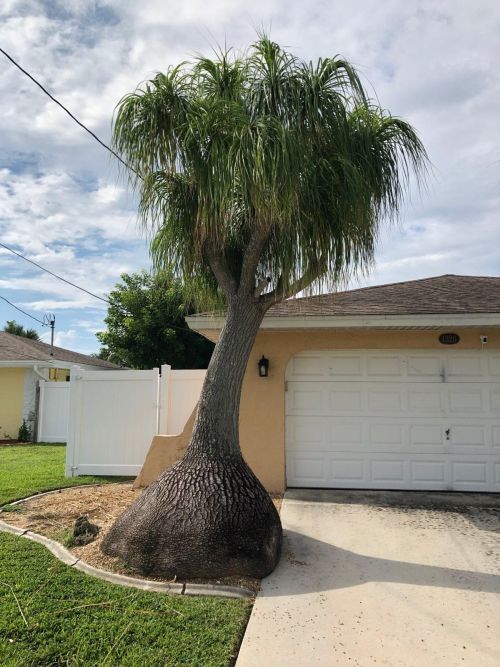beaucarnea-recurvata-ponytail-palm-nolina-recurvata-elephant-s-foot-palm