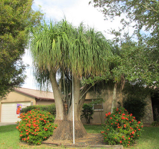 beaucarnea-recurvata-ponytail-palm-nolina-recurvata-elephant-s-foot-palm