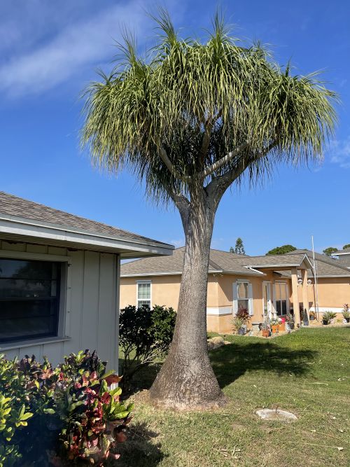 beaucarnea-recurvata-ponytail-palm-nolina-recurvata-elephant-s-foot-palm
