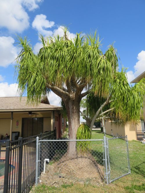 beaucarnea-recurvata-ponytail-palm-nolina-recurvata-elephant-s-foot-palm