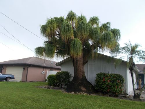 beaucarnea-recurvata-ponytail-palm-nolina-recurvata-elephant-s-foot-palm