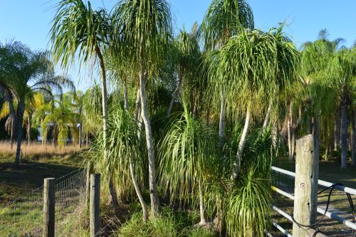 beaucarnea-recurvata-ponytail-palm-nolina-recurvata-elephant-s-foot-palm