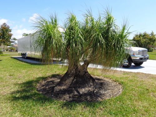 beaucarnea-recurvata-ponytail-palm-nolina-recurvata-elephant-s-foot-palm