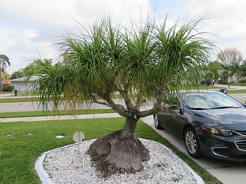 beaucarnea-recurvata-ponytail-palm-nolina-recurvata-elephant-s-foot-palm