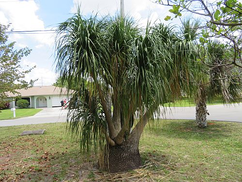 beaucarnea-recurvata-ponytail-palm-nolina-recurvata-elephant-s-foot-palm