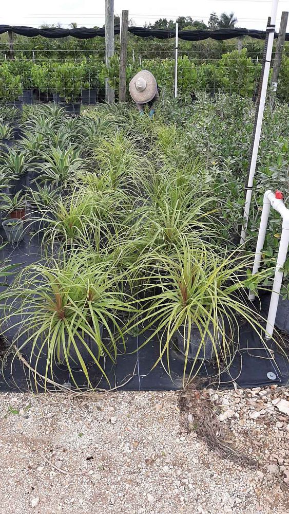 beaucarnea-recurvata-ponytail-palm-nolina-recurvata-elephant-s-foot-palm