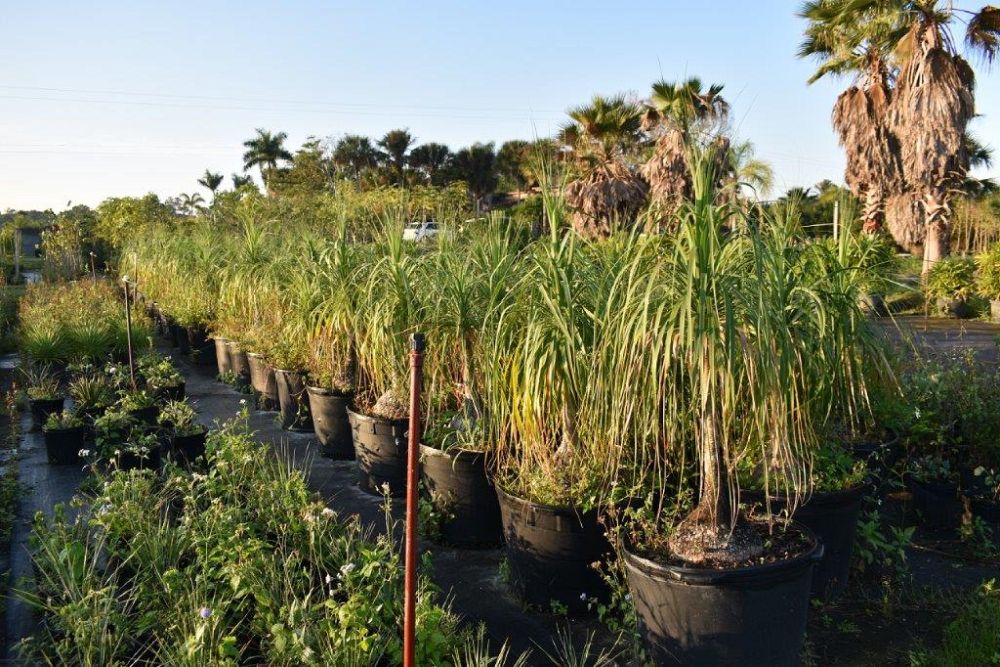 beaucarnea-recurvata-ponytail-palm-nolina-recurvata-elephant-s-foot-palm