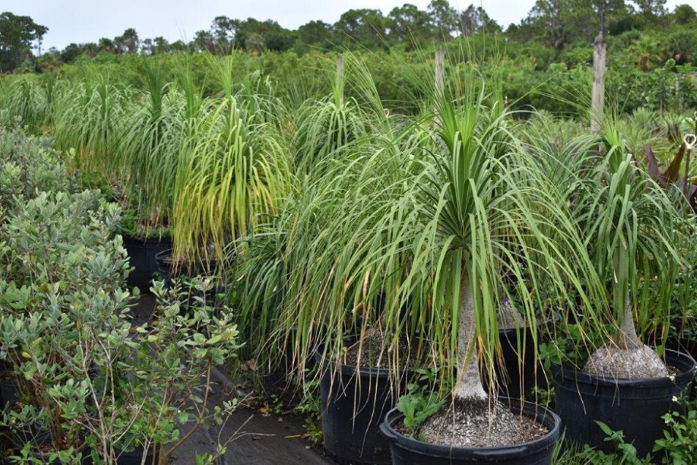 beaucarnea-recurvata-ponytail-palm-nolina-recurvata-elephant-s-foot-palm