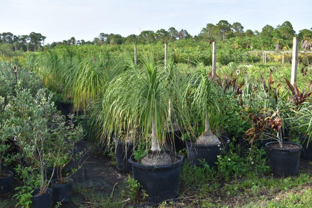 beaucarnea-recurvata-ponytail-palm-nolina-recurvata-elephant-s-foot-palm