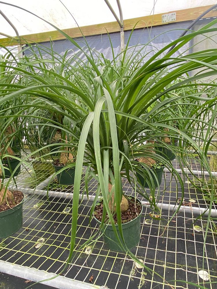 beaucarnea-recurvata-ponytail-palm-nolina-recurvata-elephant-s-foot-palm