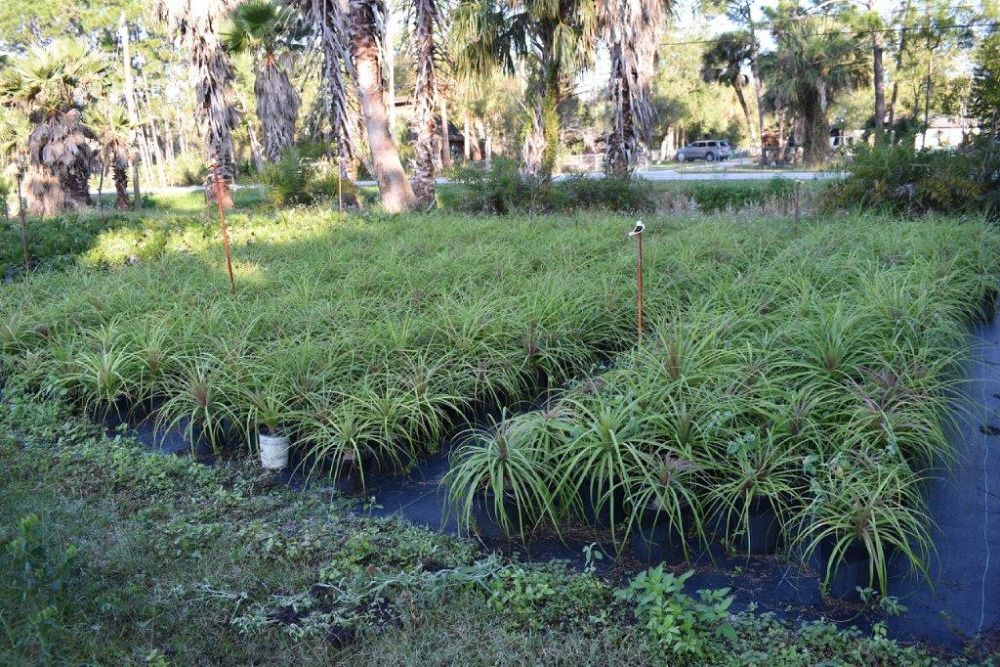 beaucarnea-recurvata-ponytail-palm-nolina-recurvata-elephant-s-foot-palm