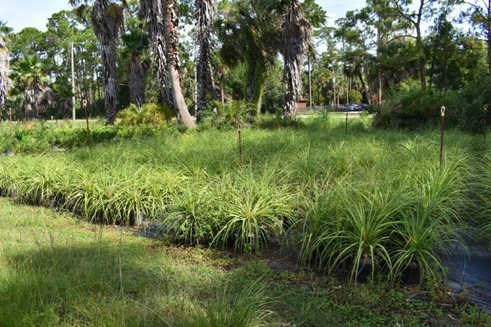 beaucarnea-recurvata-ponytail-palm-nolina-recurvata-elephant-s-foot-palm